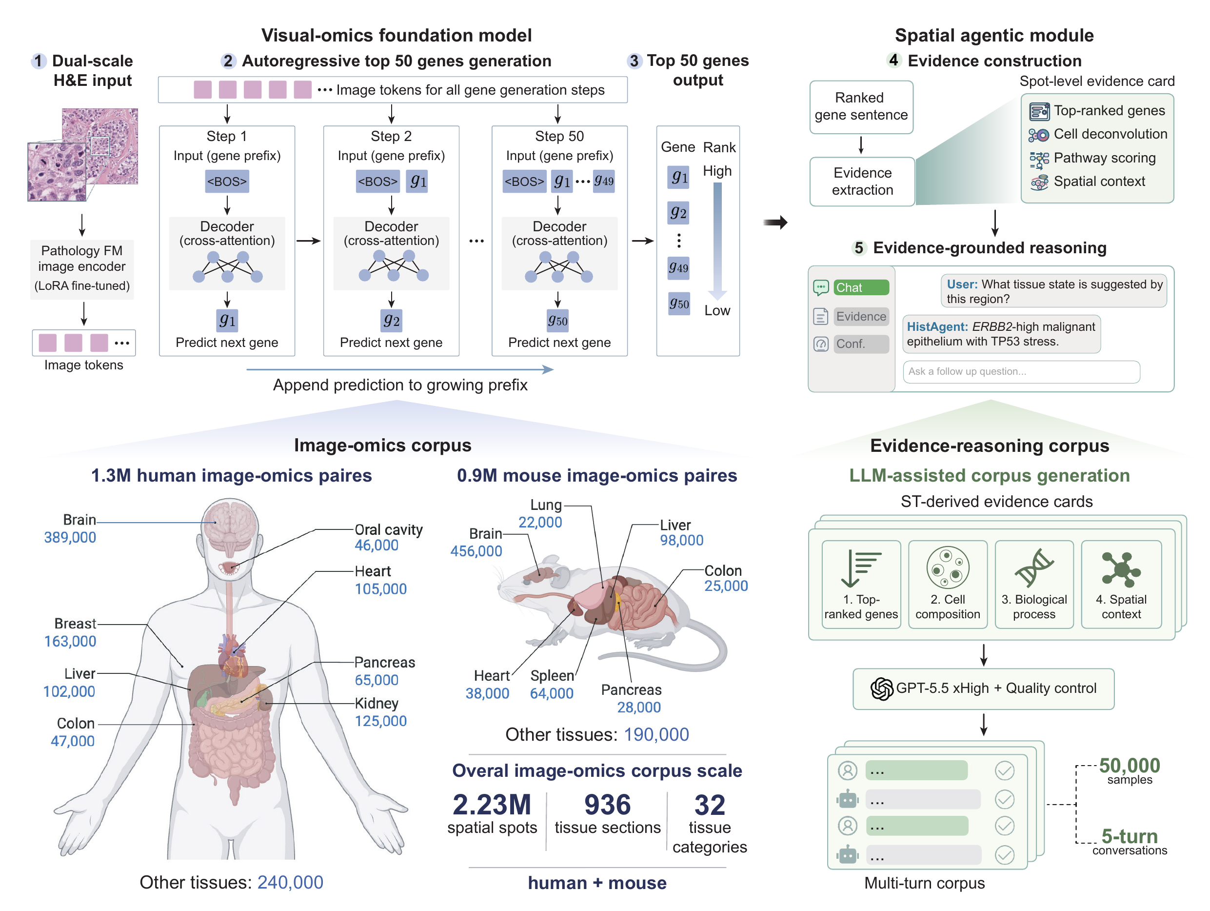HistAgent visual-omics foundation model and spatial agentic module
